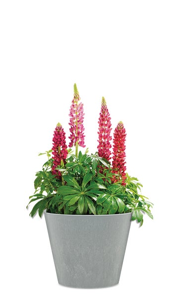 Scheurich Purista+ 40, Pflanzgefäß/Pflanzkübel, rund,  aus Kunststoff Farbe: Concrete, 36,6 cm Durchmesser, 32,3 cm hoch, 21 l Vol.