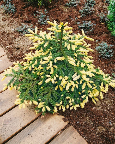 Picea orientalis 'Aurea Compacta', Gold-Fichte, 60–70 cm