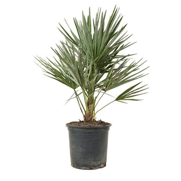 Chamaerops Humilis - Europäische Zwergpalme - Palme - Winterhart – ⌀19 cm - ↕60-70 cm