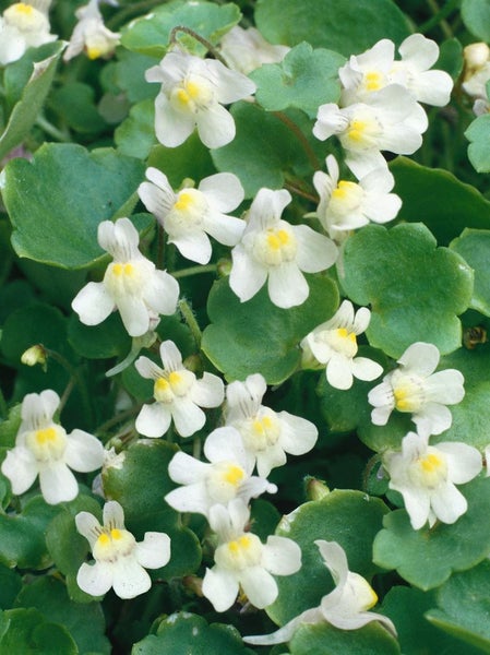 Cymbalaria pallida 'Albiflora', weiß, ca. 9x9 cm Topf