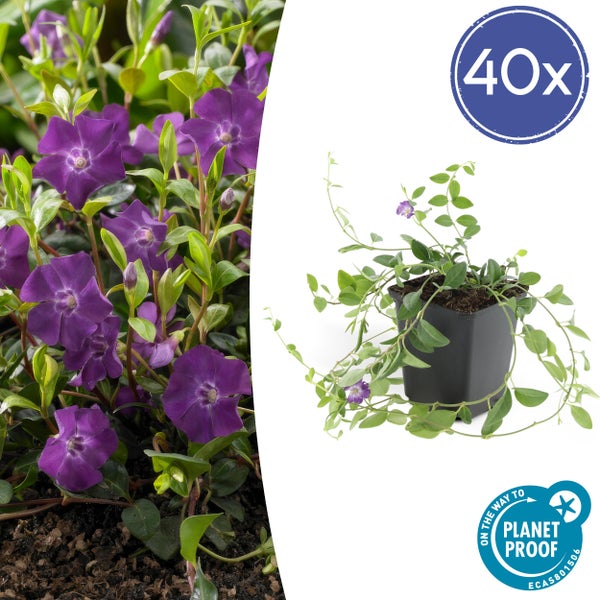 Bodendecker - Kleines Immergrün - Vinca minor 'Atropurpurea' - 9cm Topf - Set mit 40 Pflanzen