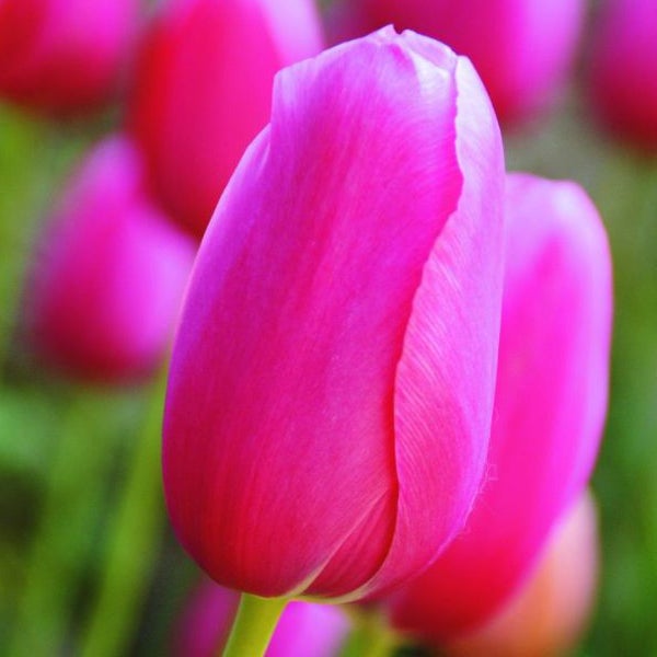 Nahaufnahme einer einzelnen pinkfarbenen Tulpenblüte