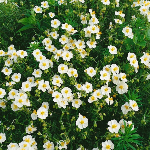 Helianthemum x cult. 'Snow Queen', Sonnenröschen, weiß, ca. 9x9 cm Topf