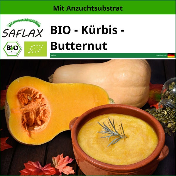 SAFLAX  - BIO - Kürbis - Butternut - Cucurbita moschata - 6 Samen - Mit keimfreiem Anzuchtsubstrat