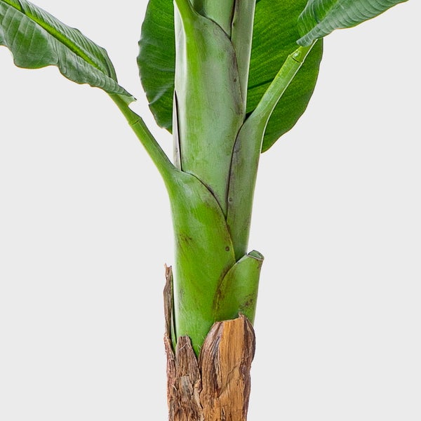 Bananenpflanze Musa Detailansicht von Stamm und grünen Blättern