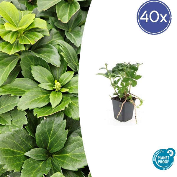 Nahaufnahme von Dickmännchen Pachysandra terminalis mit dichten grünen gezackten Blättern als Bodendecker.