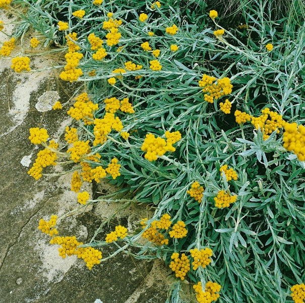 Helichrysum thianshanicum 'Goldkind', Strohblume, goldgelb, ca. 9x9 cm Topf