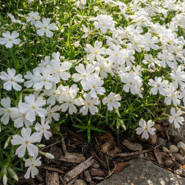 Weiß blühender Polsterphlox Phlox subulata als flächiger Bodendecker in einem hellen Gartenbeet mit Rindenmulch und Steinen.