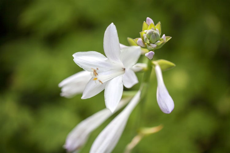 Hosta plantaginea 'Royal Standard', Duftende Funkie, ca. 11x11 cm Topf
