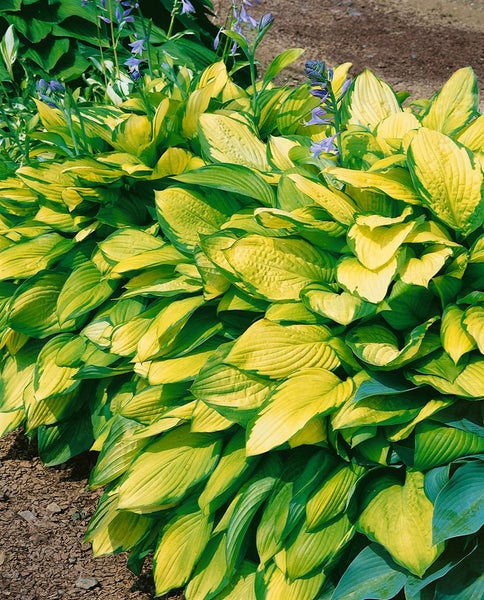 Hosta x fortunei 'Gold Standard', Funkie, gelb-grün, ca. 11x11 cm Topf