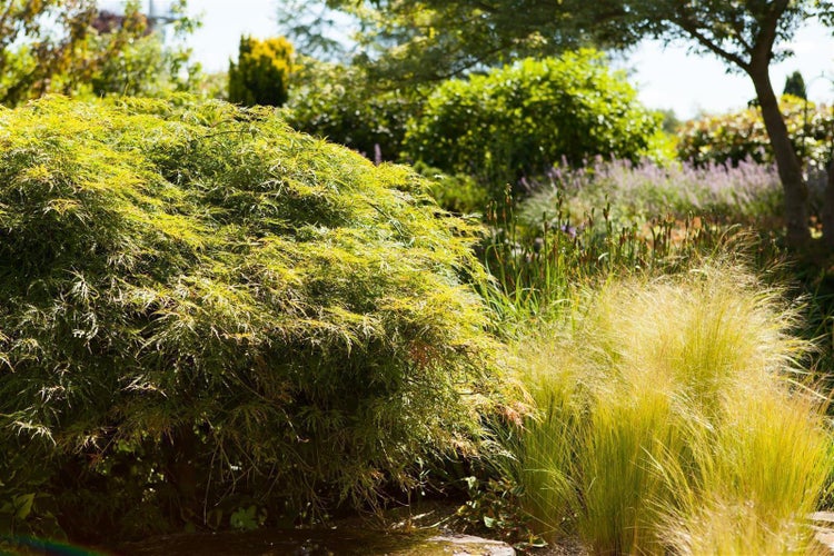 Acer palmatum 'Dissectum', Japanischer Ahorn, filigran, 30–40 cm