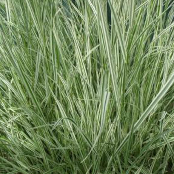 Ziergras mit gestreiften Blättern für den Garten