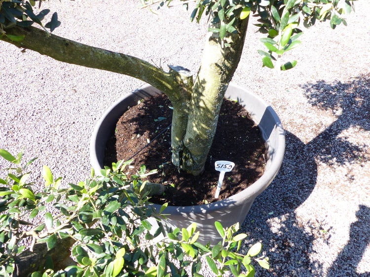 Olivenbaum 8 Pon Pon Bonsai Formgehölz Gartenbonsai Olea europaea Olive winterhart
