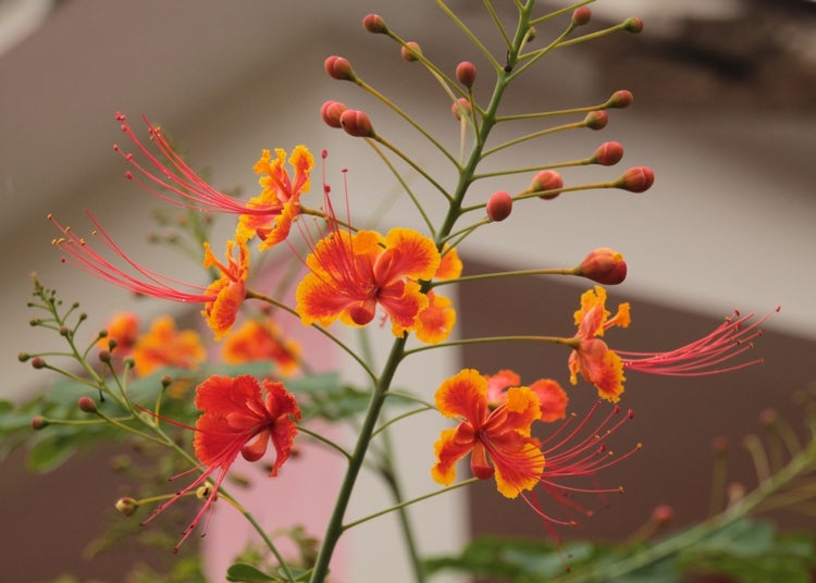 SAFLAX Garden to go - Pfauenstrauch / Stolz von Barbados - Caesalpinia pulcherrima - 10 Samen - Mit Topf, Klima - Deckel und Anzuchtsubstrat