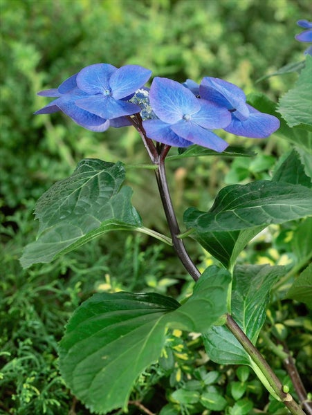 Nahaufnahme einer Hortensienpflanze mit blauen Blüten und grünen Blättern