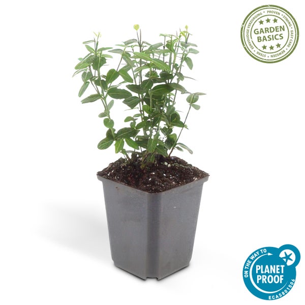 Grüne Pflanze im Kunststofftopf mit Garden Basics Logo für einfache Pflege und Planet Proof Logo für nachhaltige Produktion.