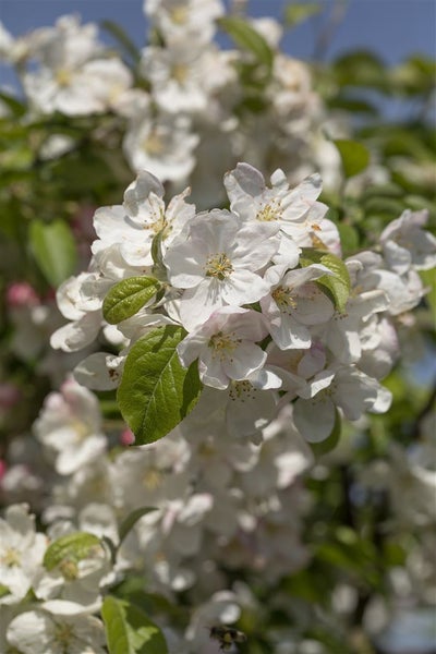 Nahaufnahme einer Apfelblüte an einem blühenden Apfelbaum im Frühling mit grünen Blättern.