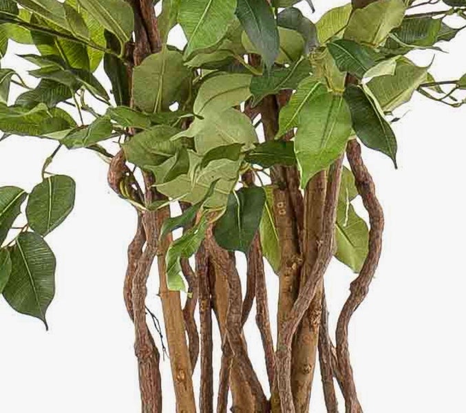 Künstliche Pflanze Ficus mit naturgetreuen gedrehten Stämmen und grünen Blättern.