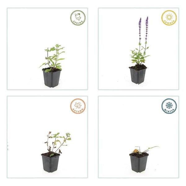 Darstellung einer Pflanze im Topf während der vier Jahreszeiten Frühling, Sommer mit Blüten, Herbst und Winter.