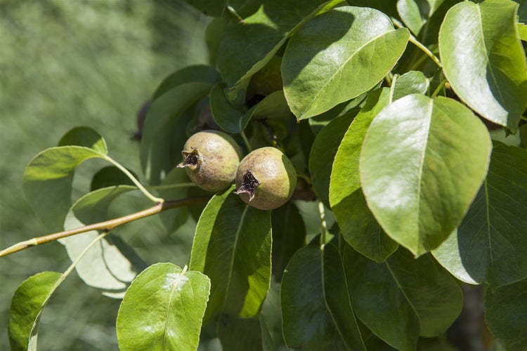 Pyrus communis 'Decora', Birne, 125–150 cm, robust