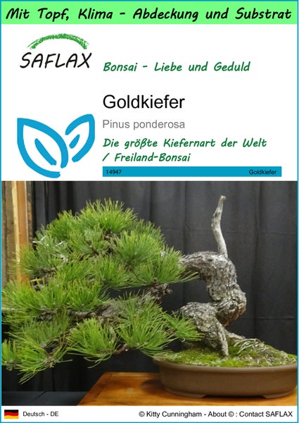 SAFLAX Garden to go - Goldkiefer - Pinus ponderosa - 20 Samen - Mit Topf, Klima - Deckel und Anzuchtsubstrat