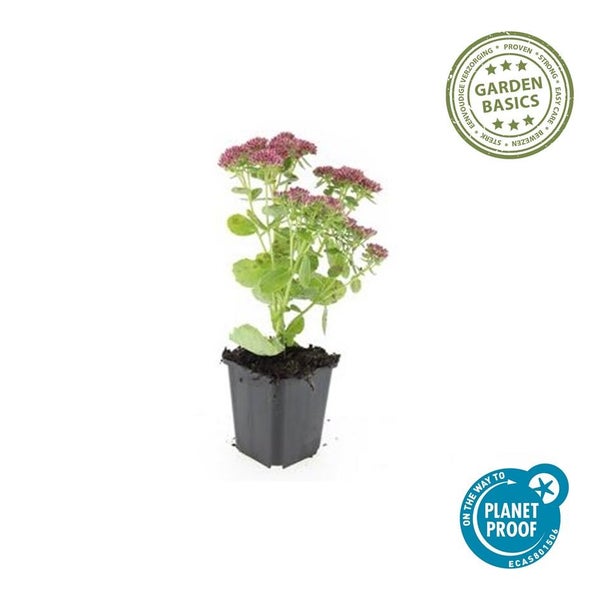 Fette Henne - Sedum telephium 'Herbstfreude' - pflegeleichte Staude - 9cm Topf - Set mit 40 Pflanzen