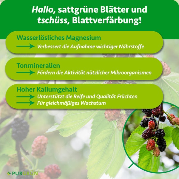 Infografik für Purgrün Pflanzendünger mit Magnesium, Tonmineralien und Kalium für gesundes Blattgrün und Fruchtbildung. Purgrün Logo.