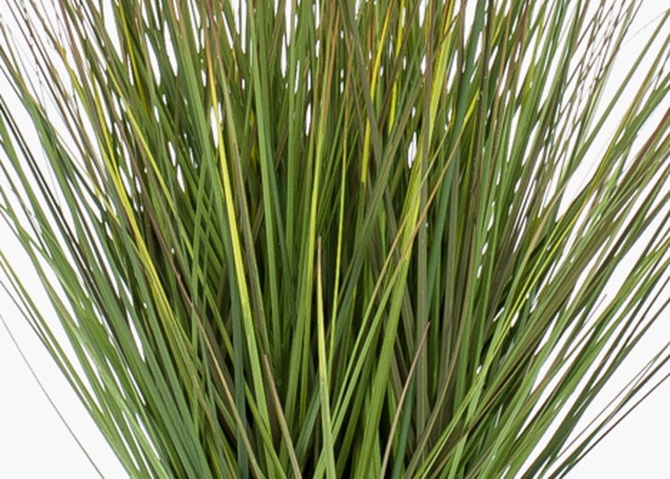 Nahaufnahme von Ziergras mit dichten grünen Halmen.