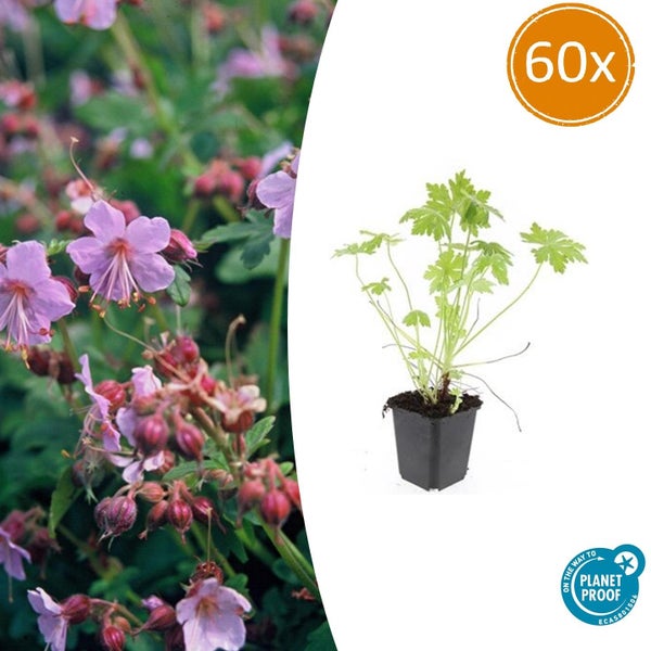 Set von 60 Balkan-Storchschnabel (Geranium macrorrhizum) in Toepfen mit Detailaufnahme der rosa Blueten, On the way to Planet Proof zertifiziert.