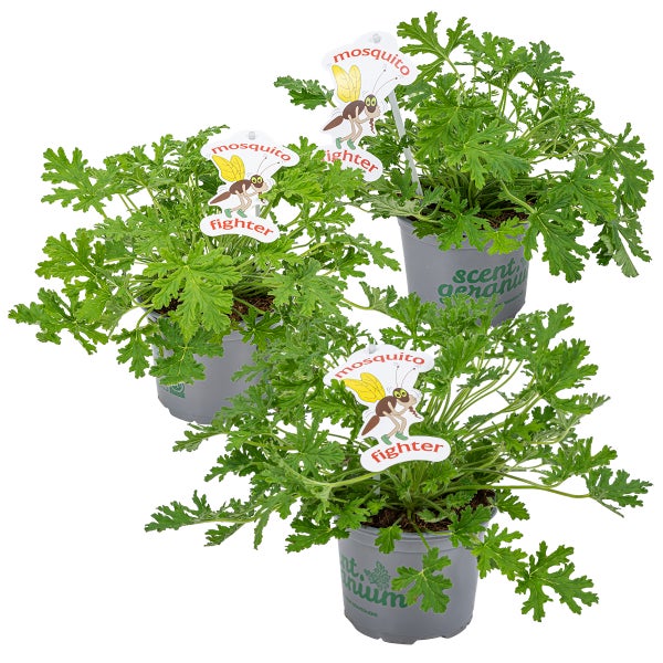 3x Pelargonium Graveolens – Zitronengeranie – Anti-Mücken – Duftend – ⌀10,5 cm – ↕15-20 cm