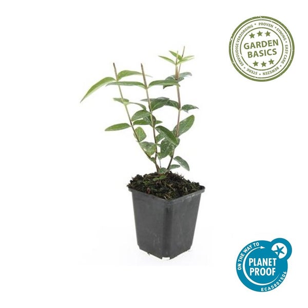 Bodendecker - Johanniskraut - Hypericum inodorum - 9cm Topf - Set mit 6 Pflanzen