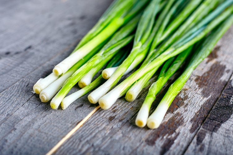 SAFLAX Garden to go - BIO - Frühlingszwiebel - Japanische Ishikura - Allium fistulosum - 150 Samen - Mit Topf, Klima - Deckel und Anzuchtsubstrat