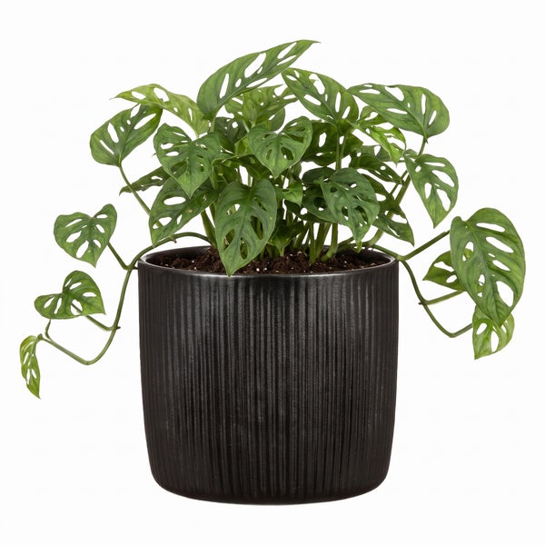 Monstera Adansonii Zimmerpflanze in einem geriffelten Übertopf