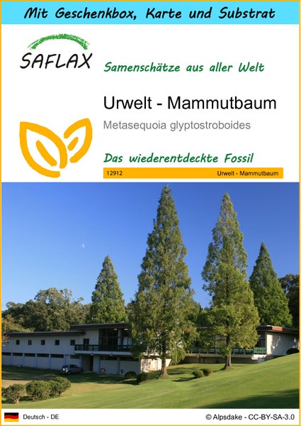 SAFLAX Geschenk Set - Urwelt - Mammutbaum - Metasequoia glyptostroboides - 60 Samen - Mit Geschenkbox, Versandaufkleber, Geschenkkarte und Anzuchtsubstrat