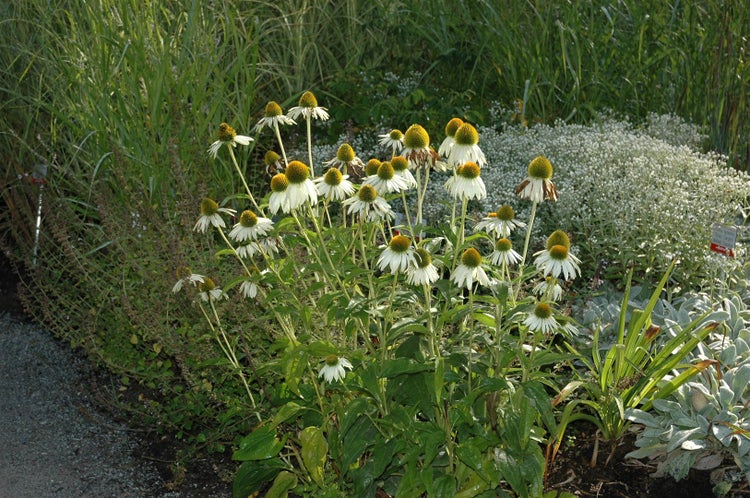 Echinacea purpurea 'Alba', weiß, ca. 9x9 cm Topf