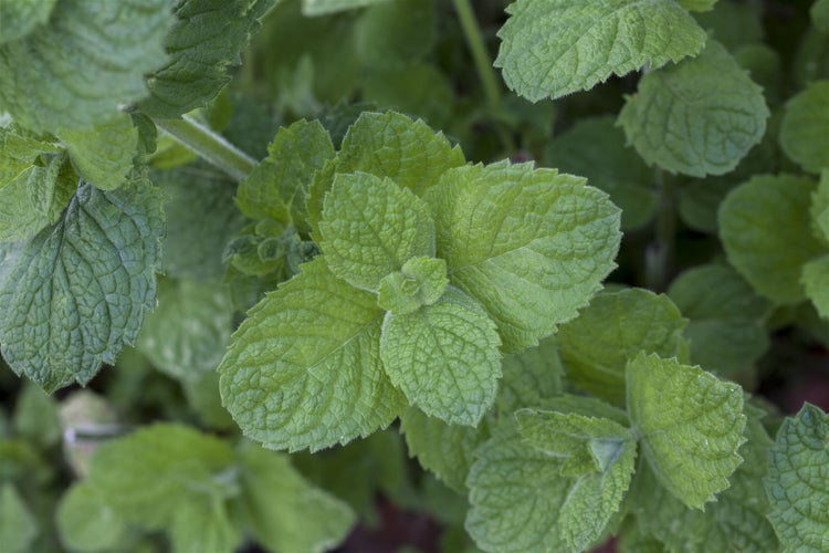 Mentha suaveolens 'Apple Mint', Apfelminze, ca. 9x9 cm Topf
