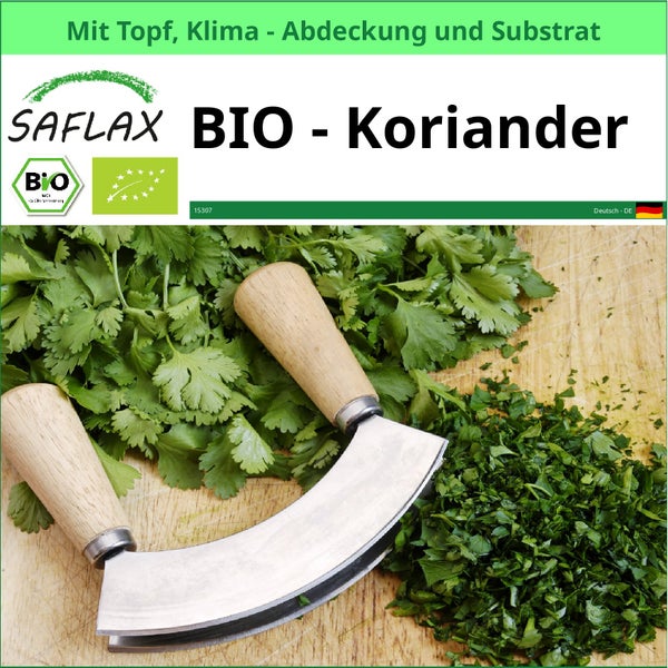 Bio Koriander Pflanze im Topf mit Klimaabdeckung und Substrat von Saflax