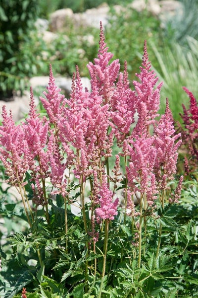 Astilbe x arendsii 'Cattleya', Prachtspiere, rosa, ca. 9x9 cm Topf