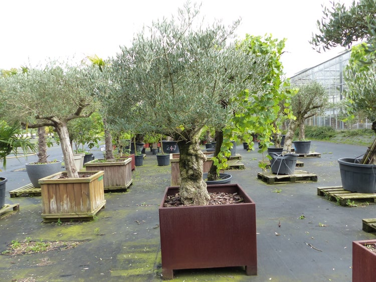 Großer Olivenbaum in einem quadratischen Pflanzkübel in einer Gärtnerei mit weiteren Bäumen in Töpfen auf einer asphaltierten Fläche.