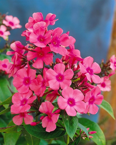 Phlox paniculata 'Windsor', Flammenblume, rosa, ca. 11x11 cm Topf
