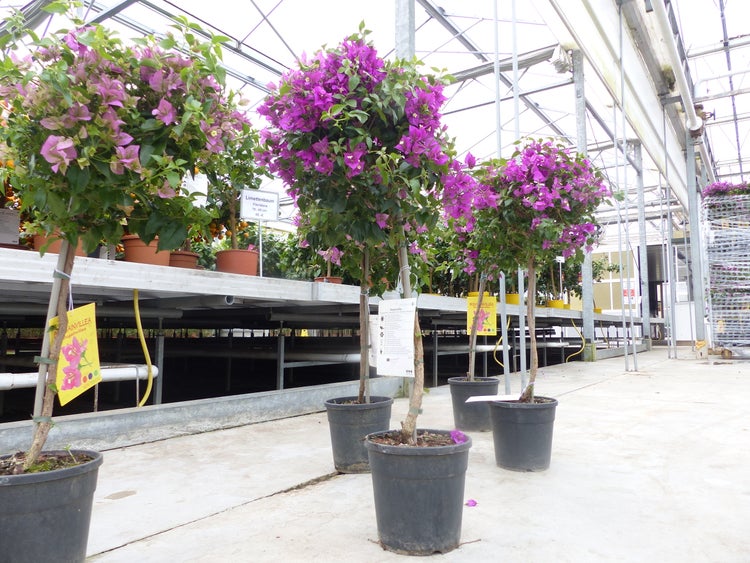 Bougainvillea-Stämmchen mit violetten Blüten und grünen Blättern in schwarzen Töpfen in einem hellen Gewächshaus.