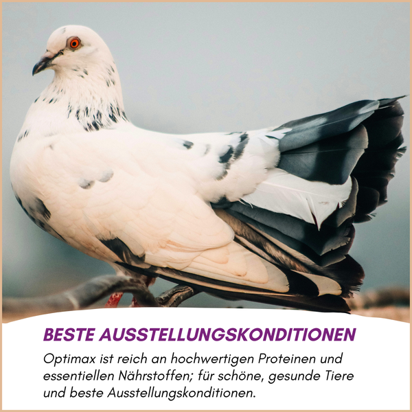 Taube auf einem Ast mit Werbetext für Optimax Taubenfutter zur Förderung der Ausstellungsbedingungen.