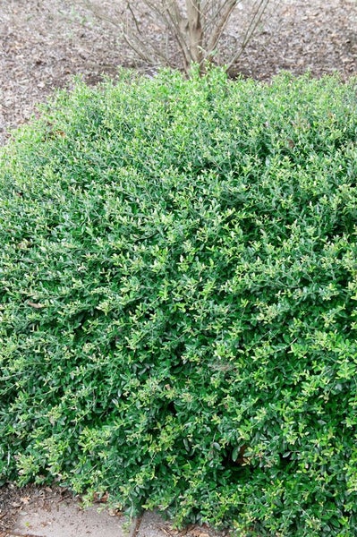 Ilex maximowicziana var. kanehirae, immergrün, 50–60 cm