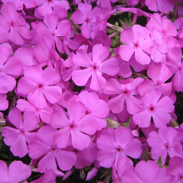 Nahaufnahme von Teppich-Phlox-Blüten