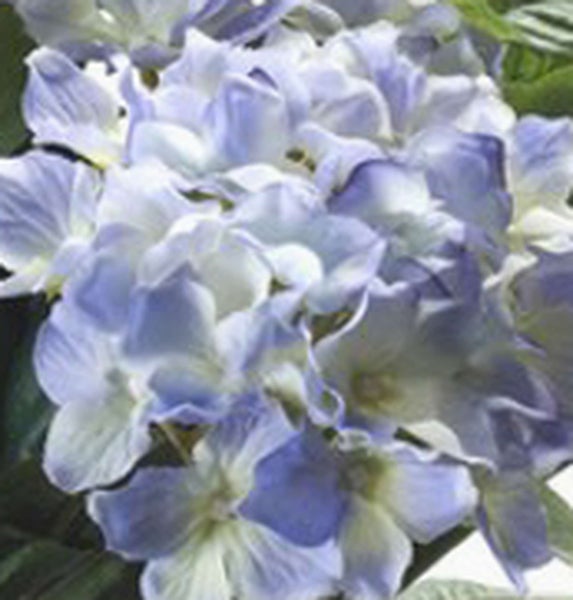 Nahaufnahme einer blauen Blüte mit gezackten grünen Blättern.