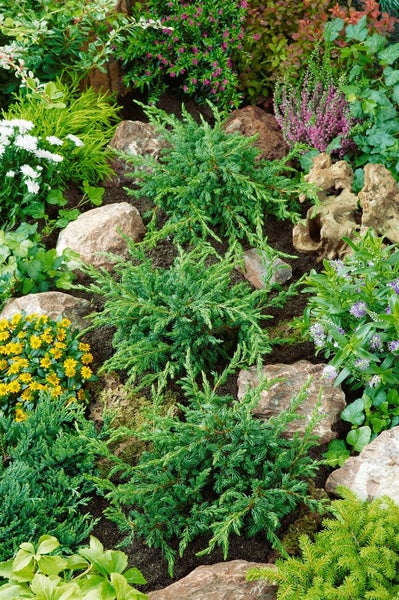 Gartenlandschaft mit verschiedenen Pflanzen und Steinen
