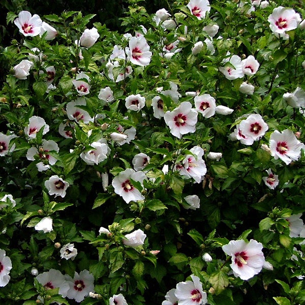 Busch mit weißem Hibiskusblüten