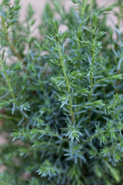 Juniperus communis 'Sentinel', Wacholder, 30–40 cm