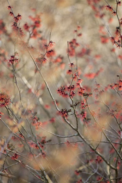 Hamamelis intermedia 'Diane', Zaubernuss, rot, 40–60 cm