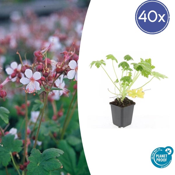 Bodendecker - Felsen-Storchschnabel - Geranium macrorrhizum 'Spessart' - 9cm Topf - Set mit 40 Pflanzen
